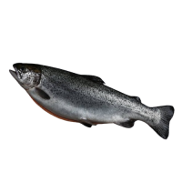 Форель охлажденная  (тушка) с головой потрошеная superior quality, 3-4 кг