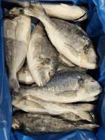 Дорадо непотрошеная IQF, размер 400-600 г, весовой