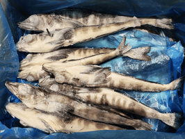 Ледяная рыба целая IQF, размер 250+ г, весовая