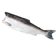 Нерка дальневосточная потрошеная QF, размер 1,8-2,3 кг