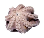 Осьминог целый очищенный индонезийский с/м, IQF,2-3 кг, весовой