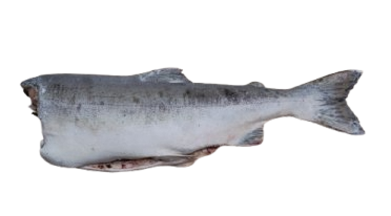 Горбуша потрошеная без головы IQF 