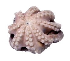 Осьминог очищенный свежемороженый, 2-3 кг, весовой