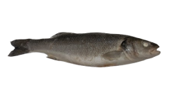 Сибас свежеморож. нераздел. (размер 300-400), Турция