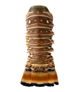 Лангусты, хвосты, IQF, 250-300г.