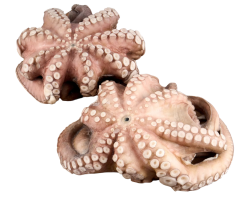 Осьминог целый очищенный с/м в форме цветка марокканский, IQF, 2-3 кг