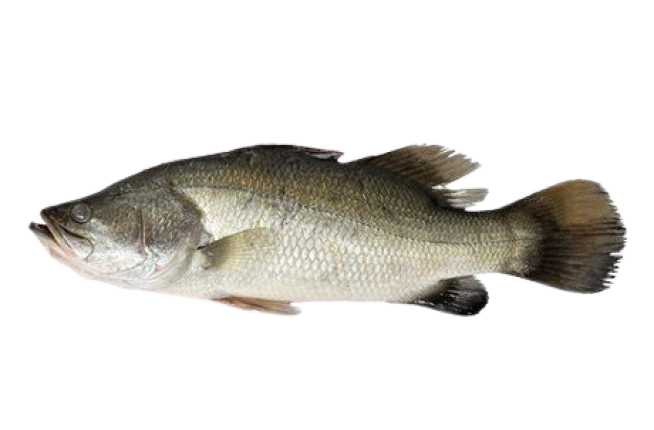 Баррамунди потрошеный без жабр и чешуи IQF, размер 400-600 г, весовой