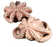 Осьминог целый очищенный с/м в форме цветка марокканский, IQF, 2-3 кг