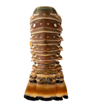 Лангусты (хвосты) с/м IQF, 200-300 г, весовые