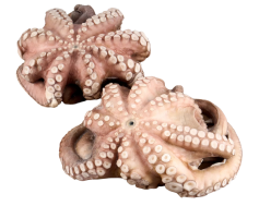 Осьминог целый очищенный с/м в форме цветка марокканский, IQF, 2-3 кг