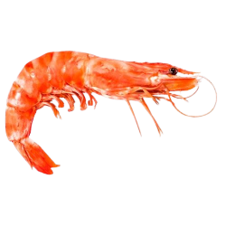 Креветка красная с головой в панцире L1,  2 кг
