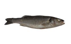 Сибас целый, размер 300-400, весовой