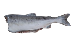 Горбуша, ПБГ, IQF 