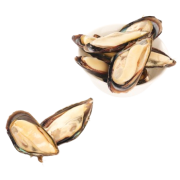 Мидии синие на полустворке раковины IQF 30/45, 1 кг